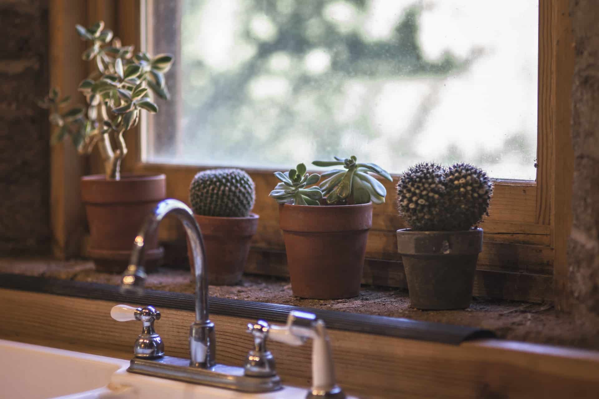 cactus on kitchen sill